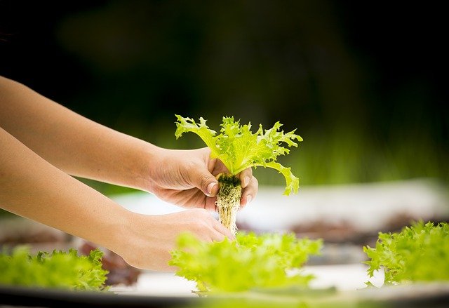 Agricultura Tecnificada, hidroponia