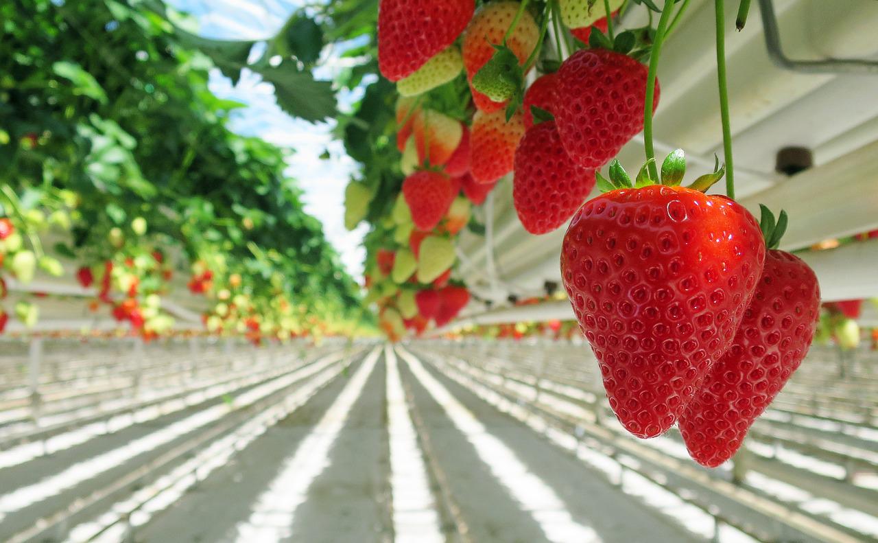 agricultura tecnificada se caracteriza por el uso de tecnología en el sector agricola